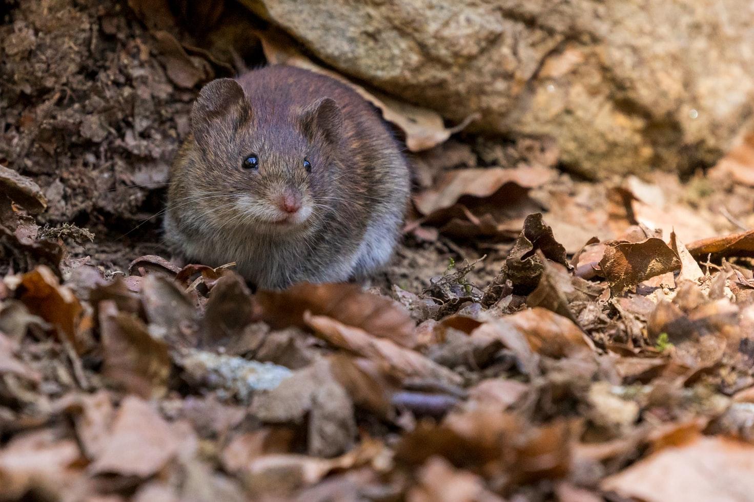 Mouse in leaves